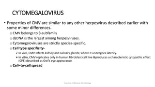 CYTOMEGALOVIRUS
• Properties of CMV are similar to any other herpesvirus described earlier with
some minor differences.
o CMV belongs to β-subfamily
o dsDNA is the largest among herpesviruses.
o Cytomegaloviruses are strictly species-specific.
o Cell type specificity-
In vivo, CMV infects kidney and salivary glands; where it undergoes latency.
In vitro, CMV replicates only in human fibroblast cell line &produces a characteristic cytopathic effect
(CPE) described as Owl’s eye appearance
o Cell–to-cell spread
Essentials of Medical Microbiology
 