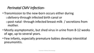 Perinatal CMV Infection-
• Transmission to the new-born occurs either during
odelivery-through infected birth canal or
opost natal- through infected breast milk / secretions from
mother.
• Mostly asymptomatic, but shed virus in urine from 8-12 weeks
of age, up to several years.
• Few infants, especially premature babies develop interstitial
pneumonitis.
Essentials of Medical Microbiology
 