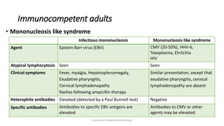 Immunocompetent adults
• Mononucleosis like syndrome
Essentials of Medical Microbiology
Infectious mononucleosis Mononucleosis like syndrome
Agent Epstein Barr virus (EBV) CMV (20-50%), HHV-6,
Toxoplasma, Ehrlichia
HIV
Atypical lymphocytosis Seen Seen
Clinical symptoms Fever, myalgia, Hepatosplenomegaly,
Exudative pharyngitis,
Cervical lymphadenopathy
Rashes following ampicillin therapy
Similar presentation, except that
exudative pharyngitis, cervical
lymphadenopathy are absent
Heterophile antibodies Elevated (detected by a Paul Bunnell test) Negative
Specific antibodies Antibodies to specific EBV antigens are
elevated
Antibodies to CMV or other
agents may be elevated.
 