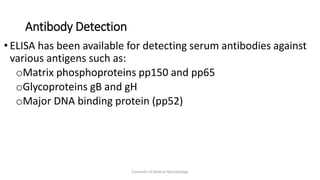 Antibody Detection
• ELISA has been available for detecting serum antibodies against
various antigens such as:
oMatrix phosphoproteins pp150 and pp65
oGlycoproteins gB and gH
oMajor DNA binding protein (pp52)
Essentials of Medical Microbiology
 