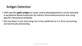 Antigen Detection
• CMV-specific pp65 antigen (a major matrix phosphoprotein) can be detected
in peripheral-blood leukocytes by indirect immunofluorescence test using
specific monoclonal antibody.
• Test has been in use since long; but is less preferred as it is time-consuming
and technically demanding.
Essentials of Medical Microbiology
 