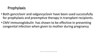 Prophylaxis
• Both ganciclovir and valgancyclovir have been used successfully
for prophylaxis and preemptive therapy in transplant recipients.
• CMV immunoglobulin has shown to be effective in preventing
congenital infection when given to mother during pregnancy
Essentials of Medical Microbiology
 
