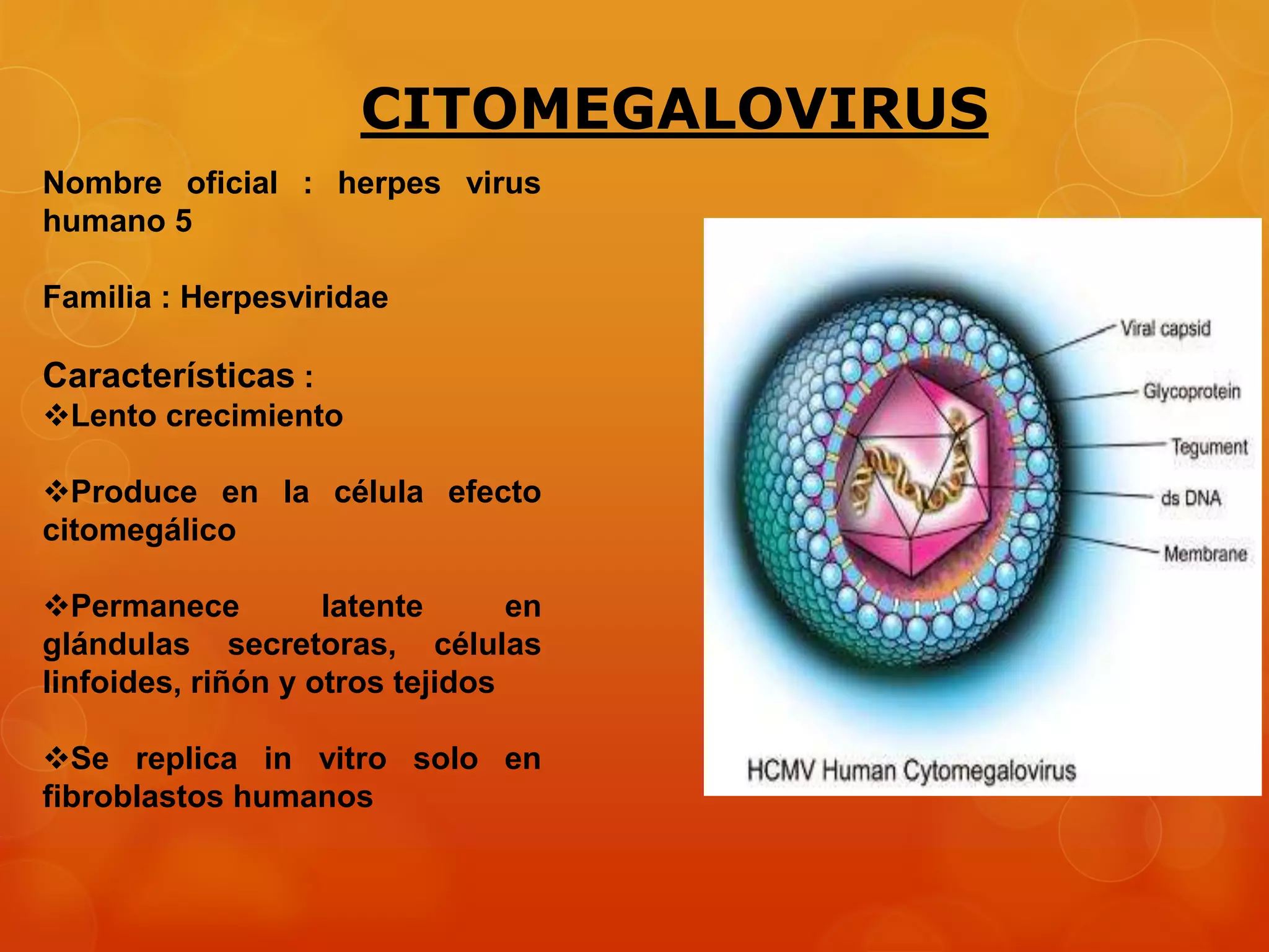 MICROBIOLOGIA Y PARASITOLOGIA DE CITOMEGALOVIRUS, EPSTEIN BARR, SARCOMA ...