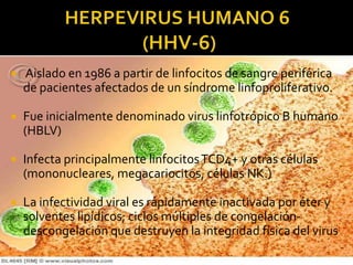    Aislado en 1986 a partir de linfocitos de sangre periférica
    de pacientes afectados de un síndrome linfoproliferativo.

   Fue inicialmente denominado virus linfotrópico B humano
    (HBLV)

   Infecta principalmente linfocitos TCD4+ y otras células
    (mononucleares, megacariocitos, células NK.)

   La infectividad viral es rápidamente inactivada por éter y
    solventes lipídicos; ciclos múltiples de congelación-
    descongelación que destruyen la integridad física del virus
 