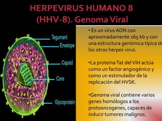 • Es un virus ADN con
aproximadamente 165 kb y con
una estructura genómica típica de
los otros herpes virus.

•La proteína Tat del VIH actúa
como un factor angiogénico y
como un estimulador de la
replicación del HVSK.

•Genoma viral contiene varios
genes homólogos a los
protooncogenes, capaces de
inducir tumores malignos.
 