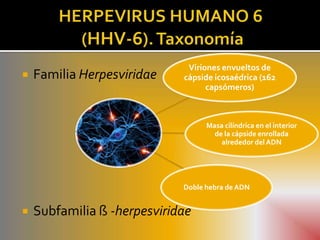 Viriones envueltos de
   Familia Herpesviridae    cápside icosaédrica (162
                                   capsómeros)



                                   Masa cilíndrica en el interior
                                     de la cápside enrollada
                                       alrededor del ADN




                             Doble hebra de ADN


   Subfamilia ß -herpesviridae
 