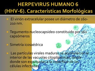    El virión extracelular posee un diámetro de 160-
    210 nm.

   Tegumento nucleocapsideo constituido por 162
    capsómeros

   Simetría icosaédrica

    Las partículas virales maduras se acumulan en el
    interior de las vacuolas citoplásmicas, desde
    donde son expulsadas a la superficie de las
    células infectadas.
 