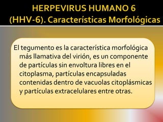 El tegumento es la característica morfológica
  más llamativa del virión, es un componente
  de partículas sin envoltura libres en el
  citoplasma, partículas encapsuladas
  contenidas dentro de vacuolas citoplásmicas
  y partículas extracelulares entre otras.
 