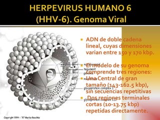    ADN de doble cadena
    lineal, cuyas dimensiones
    varian entre 150 y 170 kbp.

   El modelo de su genoma
    comprende tres regiones:
   Una Central de gran
    tamaño (143-162.5 kbp),
    sin secuencias repetitivas
    Dos regiones terminales
    cortas (10-13.75 kbp)
    repetidas directamente.
 
