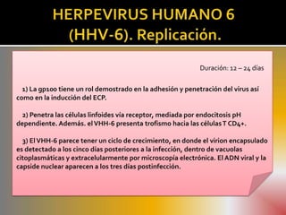 Duración: 12 – 24 días

  1) La gp100 tiene un rol demostrado en la adhesión y penetración del virus así
como en la inducción del ECP.

  2) Penetra las células linfoides vía receptor, mediada por endocitosis pH
dependiente. Además. el VHH-6 presenta trofismo hacia las células T CD4+.

  3) El VHH-6 parece tener un ciclo de crecimiento, en donde el virion encapsulado
es detectado a los cinco días posteriores a la infección, dentro de vacuolas
citoplasmáticas y extracelularmente por microscopía electrónica. El ADN viral y la
capside nuclear aparecen a los tres días postinfección.
 