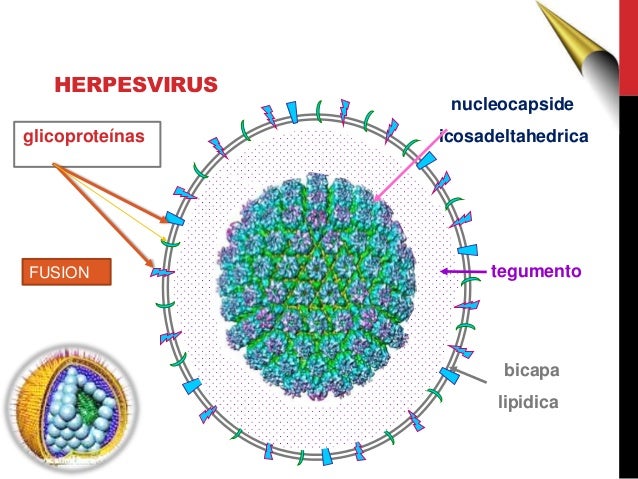 what do genital herpes look like #9