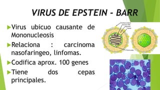 VIRUS DE EPSTEIN - BARR
Virus ubicuo causante de
Mononucleosis
Relaciona : carcinoma
nasofaringeo, linfomas.
Codifica aprox. 100 genes
Tiene dos cepas
principales.
 