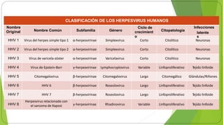 latente
s
CLASIFICACIÓN DE LOS HERPESVIRUS HUMANOS
Nombre
Original Nombre Común Subfamilia Género
Ciclo de
crecimient
o
Citopatología
Infecciones
HHV 1 Virus del herpes simple tipo 1 α-herpesvirinae Simplexvirus Corto Citolítico Neuronas
HHV 2 Virus del herpes simple tipo 2 α-herpesvirinae Simplexvirus Corto Citolítico Neuronas
HHV 3 Virus de varicela-zóster α-herpesvirinae Varicelavirus Corto Citolítico Neuronas
HHV 4 Virus de Epstein-Barr γ-herpesvirinae Lymphocryptovirus Variable Linfoproliferativo Tejido linfoide
HHV 5 Citomegalovirus β-herpesvirinae Citomegalovirus Largo Citomegálico Glándulas/Riñones
HHV 6 HHV 6 β-herpesvirinae Roseolovirus Largo Linfoproliferativo Tejido linfoide
HHV 7 HHV 7 β-herpesvirinae Roseolovirus Largo Linfoproliferativo Tejido linfoide
HHV 8
Herpesvirus relacionado con
el sarcoma de Kaposi γ-herpesvirinae Rhadinovirus Variable Linfoproliferativo Tejido linfoide
 