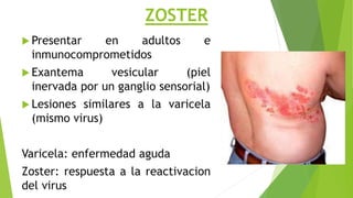 ZOSTER
 Presentar en adultos e
inmunocomprometidos
 Exantema vesicular (piel
inervada por un ganglio sensorial)
 Lesiones similares a la varicela
(mismo virus)
Varicela: enfermedad aguda
Zoster: respuesta a la reactivacion
del virus
 