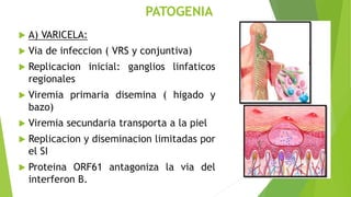 PATOGENIA
 A) VARICELA:
 Via de infeccion ( VRS y conjuntiva)
 Replicacion inicial: ganglios linfaticos
regionales
 Viremia primaria disemina ( higado y
bazo)
 Viremia secundaria transporta a la piel
 Replicacion y diseminacion limitadas por
el SI
 Proteina ORF61 antagoniza la via del
interferon B.
 