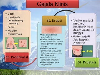 • Gatal
• Nyeri pada
dermatom yg
terserang
• Panas
• Malaise
• Nyeri kepala
St. Prodromal
•Mula-mula timbul
papul/plakat
•Timbul vesikel di atas
kulit eritematous, kulit di
antara gerombolan tetap
normal
•Usia lesi pada satu
gerombolan sama, usia
lesi dengan gerombolan
lain tidak sama
•Lokasi lesi sesuai
dermatom, unilateral
•Tidak melewati garis
tengah tubuh
St. Erupsi • Vesikel menjadi
purulen,
krustasi lepas
dalam waktu 1-2
minggu
• Sering terjadi
Post Herpetic
Neuralgia
St. Krustasi
Gejala Klinis
 