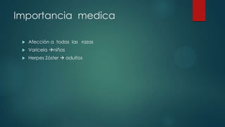 Importancia medica
 Afección a todas las razas
 Varicela niños
 Herpes Zóster  adultos
 