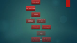 Primoinfección
Varicela
Curación
inmunidad
Persistencia en
ganglios
sensoriales
Zóster
Curación
inmunidad
Recidiva
diseminación
Reinfección Inmunodepresión
Virus VZ 10-15 días
 