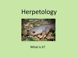 Herpetology



  What is it?
 