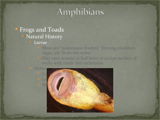 Frogs and Toads Natural History Larvae Most are “suspension feeders” filtering plankton, algae, etc. from the water May root around in leaf litter or scrape surface of rocks with tooth-like structures Defense Camouflage Leaping Noxious or toxic secretions 