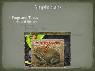 Frogs and Toads Natural History Morphology Dorsolateral ridges Tympanum Parotoid glands (mostly toads, but some frogs and salamanders) Vocalizations Advertisement – most obvious Aggressive Courtship Release Defensive 