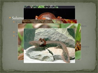 Salamanders Caudata – from the Latin for “ with tail ” Some use Urodela (Greek, “ tail visible”  to refer to extant species, and Caudata to refer to all salamanders) 420+ species worldwide Five families in the Smokies Cryptobranchidae – eastern hellbender Plethodontidae – lungless salamanders Largest family worldwide, most species in N. America Ambystomidae – mole salamanders Salamandridae – red-spotted newt Proteidae – common mudpuppy 