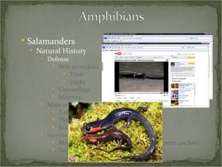 Salamanders Natural History Defense Skin secretions Toxic Sticky Camouflage Mimicry Mate selection Tail (and other) displays Pheremones Scat-sniffing Internal fertilization Males leave behind a spermatophore (sperm packet) Females pick up packet through cloaca 