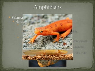Salamanders Natural History Typical life cycle Egg, larvae, juvenile, adult Egg and larvae are aquatic, juvenile and adult terrestrial Non-typical life cycles All terrestrial – no aquatic larval stage, hatchlings look just like miniature adults All aquatic – adults remain fully aquatic, sometimes retaining larval features Newts – aquatic as larvae, terrestrial as juveniles (“eft” stage,) aquatic as adults 