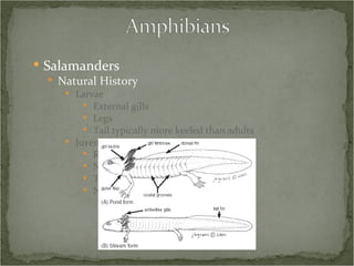 Salamanders Natural History Larvae External gills Legs Tail typically more keeled than adults Juvenile Resemble miniature adults No eyelids Thinner skin Not sexually mature 