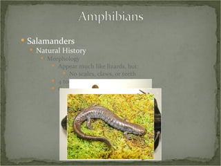 Salamanders Natural History Morphology Appear much like lizards, but: No scales, claws, or teeth 4 toes in front, 5 in back Costal grooves 