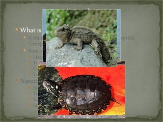 What is a reptile? A member of the class Reptilia (Latin:  reptilis  “creeping”) Four orders Lizards and snakes Turtles Crocodilians Tuataras Natural History Ectothermic Tetrapods Scaly skin Lungs 