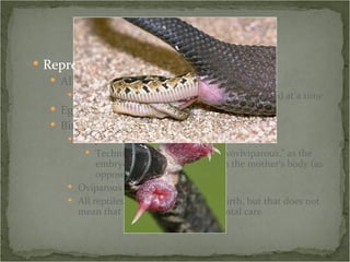 Reproduction All have internal fertilization Hemipenis – two sided, but only one side is used at a time Eggs are leathery Birth Viviparous (live birth) Technically a subtype called “ovoviviparous,” as the embryos develop within eggs in the mother’s body (as opposed to a womb) Oviparous (egg layers) All reptiles are independent from birth, but that does not mean that they do not receive parental care 