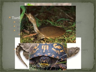 Turtles Order Testudines – from the Latin  testa , “shell” 300+ species worldwide Four families in the Southern Appalachians Chelydridae – snapping turtles Emydidae – box and pond turtles Kinosternidae – mud and musk turtles Trionychidae – softshell turtles Common ancestor shared with other reptiles is very ancient – some argue that turtles belong in a completely separate group 