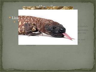 Lizards Natural History  Morphology External ear openings, nostrils, and (typically) eyelids Jacobson’s organ (more highly developed in squmates than in most other animals, though snakes have the most highly developed of all) Legless lizards retain lizard-like characteristics and have pelvic structures, though they are greatly reduced 