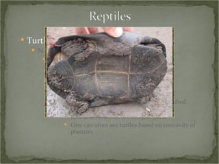 Turtles Natural History Morphology Color vision, excellent night vision Shell Upper  ‘carapace’ Lower ‘plastron’ Individual pieces are scutes, which are shed periodically Ribs and vertebrae are integral parts One can often sex turtles based on concavity of plastron 