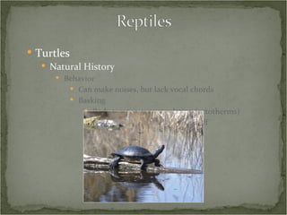 Turtles Natural History Behavior Can make noises, but lack vocal chords Basking Body temperature regulation (ectotherms) Encouraging parasites to drop off Reduce algal growth Vitamin D 