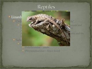 Lizards and Snakes Order Squamata – from the Latin for “scale” Squamata is further divided into suborders Iguania and Scleroglossa.  Sclerglossa contains the suborder Autarchoglossa (and others such as Gekkota).  Autarchoglossa contains the suborders Serpentes and the infraorders Scinicomorpha and Anguimorpha. Suborder Iguania 2 families in the Smokies Polychrotidae – anole Phrynosomatidae – fence lizard 