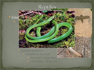 Lizards and Snakes Suborder  Autarchoglossa Infraorder Anguimorhpa 1 family in the Park Anguidae – glass lizard Infraorder Scincomorpha 2 families in the Park Teiidae – racerunner Scincidae – skinks Suborder Serpentes 2 families in the Park Viperidae – copperhead and timber rattlesnake Colubridae – all the rest 