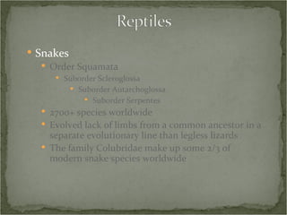 Snakes Order Squamata Suborder Scleroglossa Suborder Autarchoglossa Suborder Serpentes 2700+ species worldwide Evolved lack of limbs from a common ancestor in a separate evolutionary line than legless lizards The family Colubridae make up some 2/3 of modern snake species worldwide 