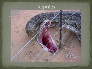 Snakes  Natural History -  Morphology Highly developed Jacobson’s organ, with stereo scent detection 6 rows of teeth 2 on top jaw 2 on bottom jaw 2 on roof of mouth Sharp and curved backwards Vary between species, allowing specific teeth to function in special ways, including injecting or channeling venom 