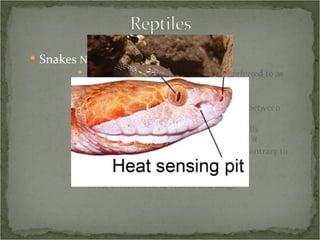 Snakes  Natural History -  Morphology Skin sheds in one piece as they grow, referred to as “ecdysis” New layer forms beneath old Fluid from lymphatic system spreads between layers Eye turns milky from the liquid that fills underneath the clear scale that covers it Does NOT happen on a yearly basis, contrary to popular belief Heat sensing pits – family Viperidae only Some colubrids have venom and fangs 
