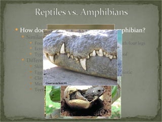 How does a reptile compare to an amphibian? Similarities: Four-legged, or descended from a creature with four legs Ectothermic Typically egg-layers, or some derivation thereof Differences: Skin texture Eggs – coverings and amniotic vs. non-amniotic Claws Metamorphosis Teeth 