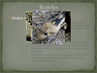 Snakes  Natural History  Morphology The pattern of scales on the body is unique to each species, so it can be used to determine whether or not a snake is venomous, or to use a shed skin to identify a species Venomous vs. Non-venomous Head shape (can be confusing) Facial pits (works here in the mountains where all of our venomous snakes are pit vipers, but not elsewhere with other snakes such as coral snakes or cobras) Elliptical vs. circular pupil (again, works with our venomous snakes but not with others, and you must be fairly close) 