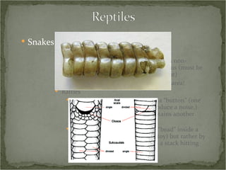 Snakes - Natural History -  Morphology Venomous vs. non-venomous Scales posterior to cloaca – paired in non-venomous snakes, single in venomous (must be really close, and again, not consistent) Know the venomous snakes in your area! Rattles Rattlesnakes are born with just a “button” (one layer of the rattle, unable to produce a noise,) each time the snake sheds it obtains another layer The noise is not produced by a “bead” inside a hollow structure (like a child’s toy) but rather by loosely connected layers within a stack hitting each other as the tail vibrates 