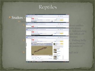 Snakes -  Behavior Movement Lateral undulation – most North American snakes.  Pushing off the ground or vegetation with many points of contact, propelling it forward.  Sidewinding is a version in which parts of the body are lifted off the ground and moved forward and sideways. Rectilinear motion – big, heavy snakes.  Pulling belly scales across the ground.  Almost like an inchworm, but with very, very small “arcs” between points of contact. Concertina – body compresses into small arcs laterally, then straightens. 
