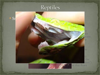 Snakes -  Feeding All are carnivorous Envenomation Viperids have long, hollow teeth located on a short maxillary bone at the front of the mouth that can rotate back and forth.  When not in use, the fangs can therefore rotate back out of the way. Elapids (family Elapidae – cobras, corals, mambas) have fixed, hollow fangs, also at the front of the mouth. Venomous colubrids (of which there are very few) possess grooved fangs in the middle of the mouth (often referred to as “rear-fanged snakes”) that deliver a typically mild venom that flows down the grooves in the teeth 