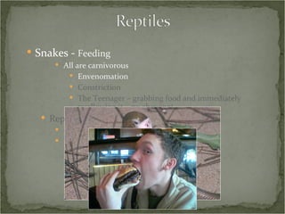 Snakes -  Feeding All are carnivorous Envenomation Constriction The Teenager – grabbing food and immediately swallowing it – no chewing! Reproduction Oviparous Viviparous – technically ovoviviparous 