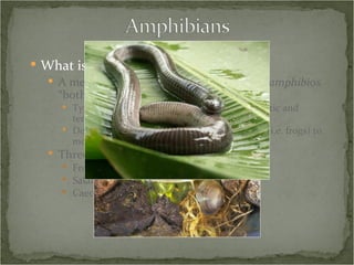 What is an amphibian? A member of the class Amphibia (Greek:  amphibios  “both lives” or “two lives”) Typically divides its life into two stages – aquatic and terrestrial Does not refer to the ability of some animals  (i.e. frogs) to move from one habitat to the other with ease Three orders Frogs (and toads) Salamanders (and newts) Caecilians 