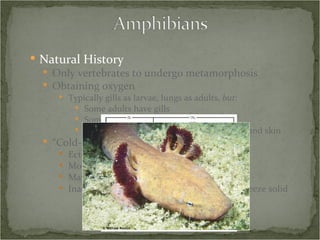 Natural History Only vertebrates to undergo metamorphosis Obtaining oxygen Typically gills as larvae, lungs as adults,  but: Some adults have gills Some adults have no lungs All take in oxygen through mouth, throat, and skin “ Cold-blooded” Ectothermic & poikilothermic Move to regulate body heat May spend large parts of year underground Inactive in cold weather, some extremities freeze solid 