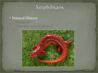 Natural History Tetrapods Typically smooth-skinned 